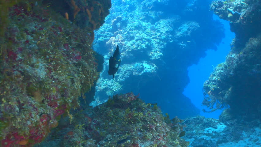 French Angelfish swimming through coral formations