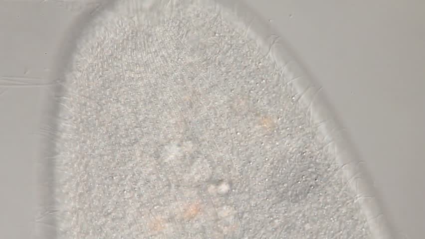 Paramecium caudatum - ciliat movement of cilia, ciliary matrix, oral apparatus differential interference contrast