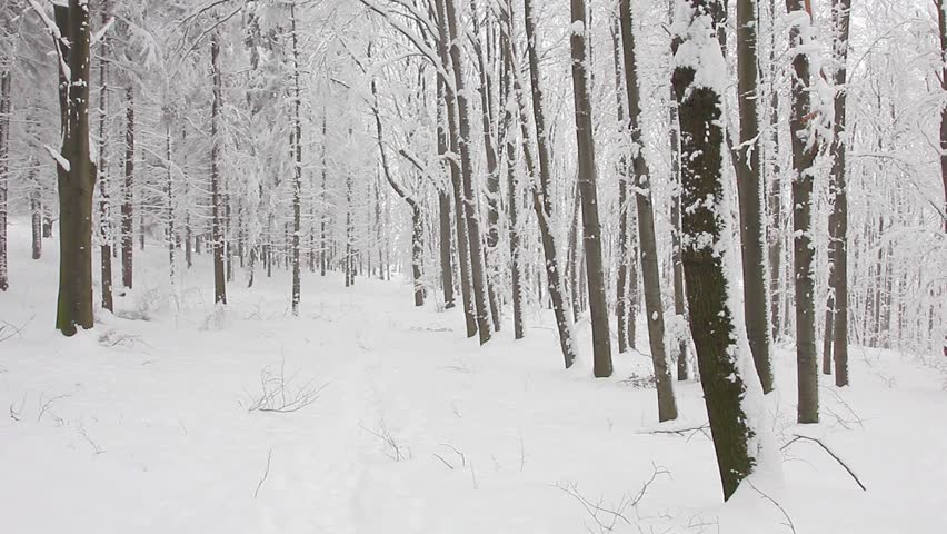 Person walking through the forest in winter