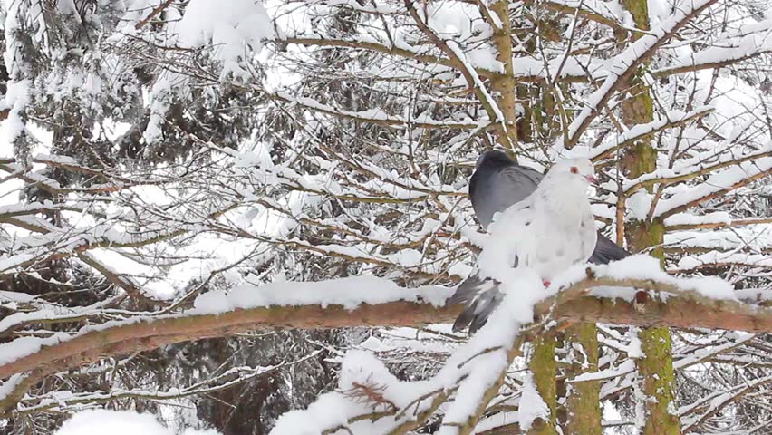 Trees in the snow in the forest in winter