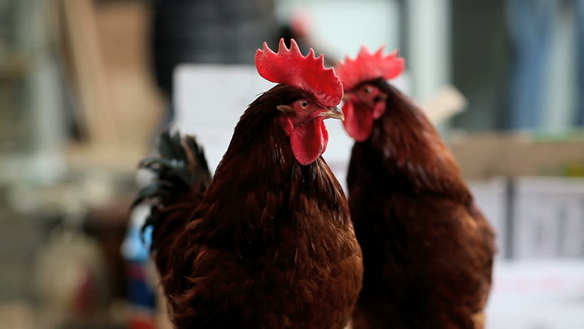 Bird market, two red roosters  watching what is happening