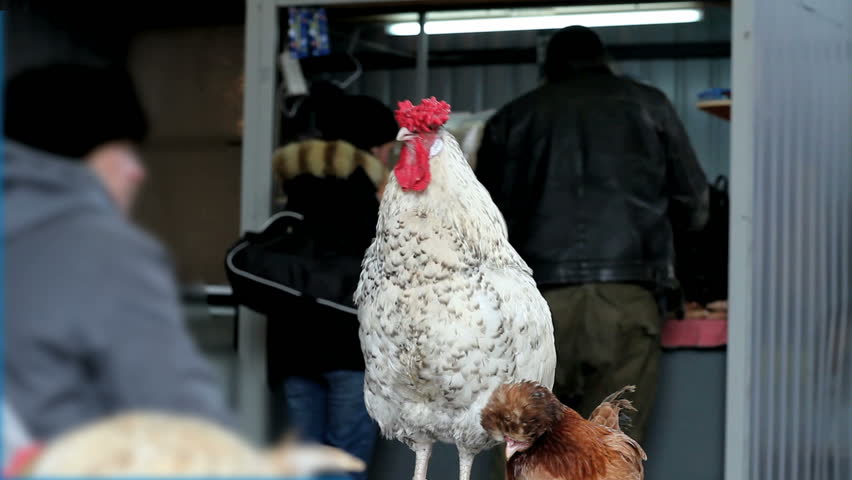 Bird market, white rooster watching what is happening