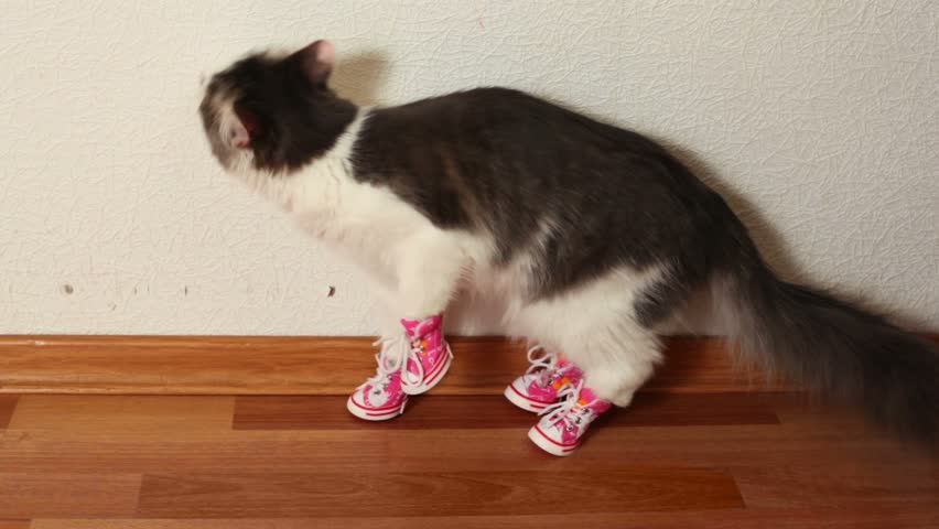Cat in pink shoes sits on floor near white wall and then jumps