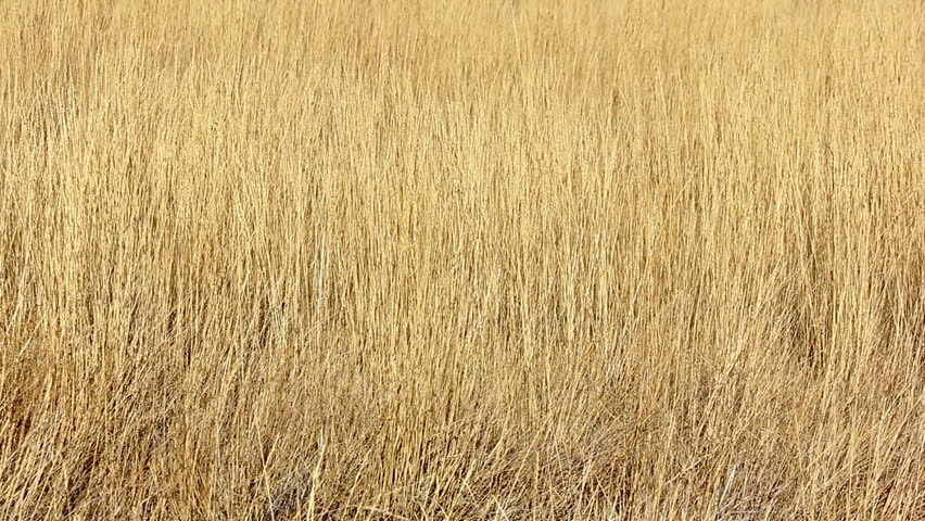 yellow grass waving in the wind.