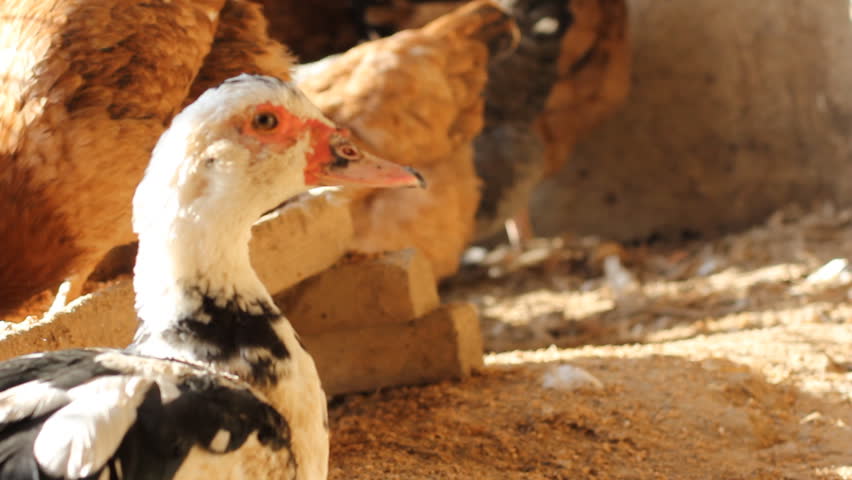 duck on the farm