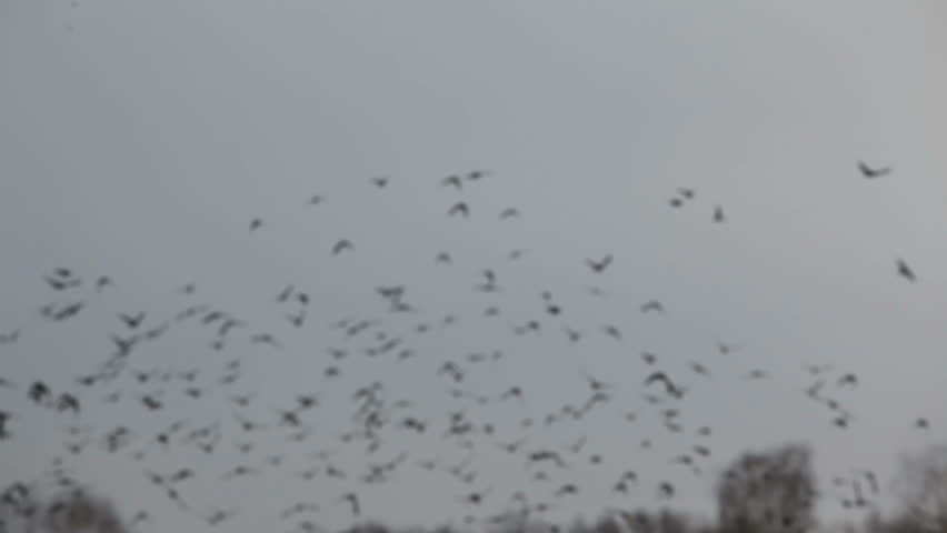 a flock of birds floating in the air in 1080x1920 HD video