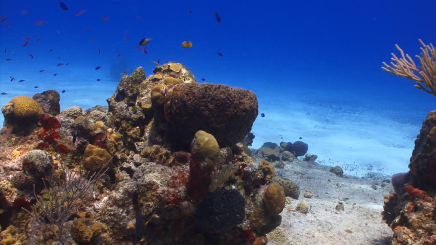 Colorful coral reef with fish