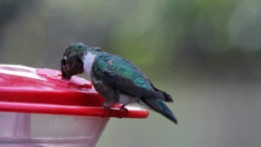 Hummingbird sits, dips unique, long tongue into see-through feeder, drinks sugar water. 1080p