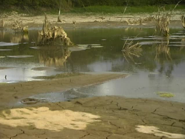 Pan from drying pond to bones of dead animal
