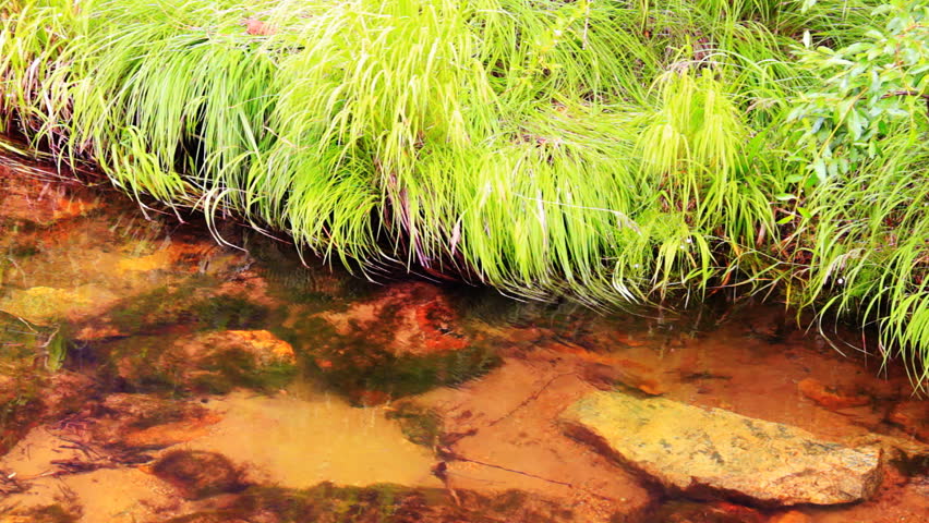 Close-up of the bank mountain river with pure water in Siberia, Russia