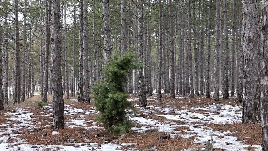 Junipers in the coniferous forest in winter (Juniperus communis) 
