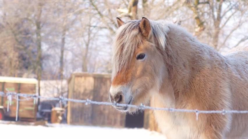 Horse behind a fence in a snowy landscape