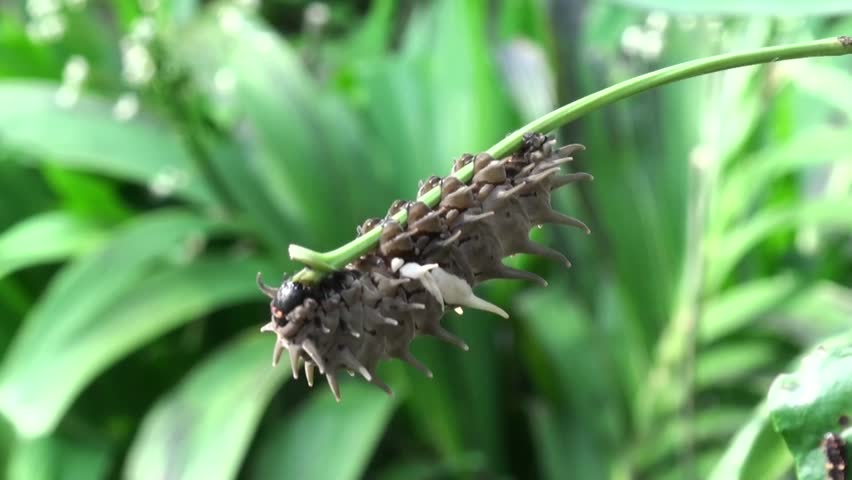 background, green, grass, herb, insect, leaf, macro, peace, pond, poster, natural, sun, no people, real time, close up, color, day, sunny, spring, summer, caterpillar