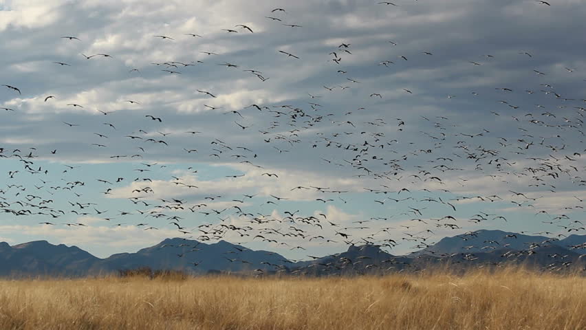 Birds, hundreds of sandhill cranes, fly over dry, grassy, winter fields, circle, then swoop down for landing. 1080p