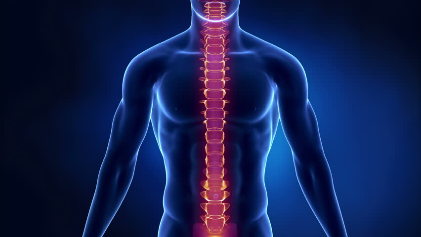 Focused On Spine LUMBAR Region In Loop Stock Footage Video 1965001