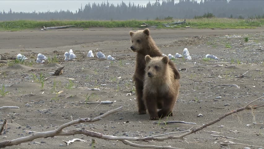Brown bear cubs react to their mothers growl by the Cook Inlet at Lake Clark National Park, Alaska.