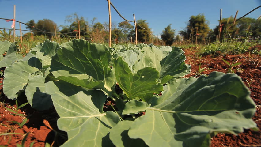 Cabbage farm.