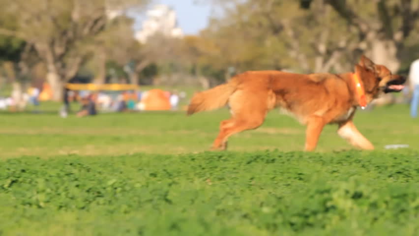 Men and dog playing in the park. Slow motion