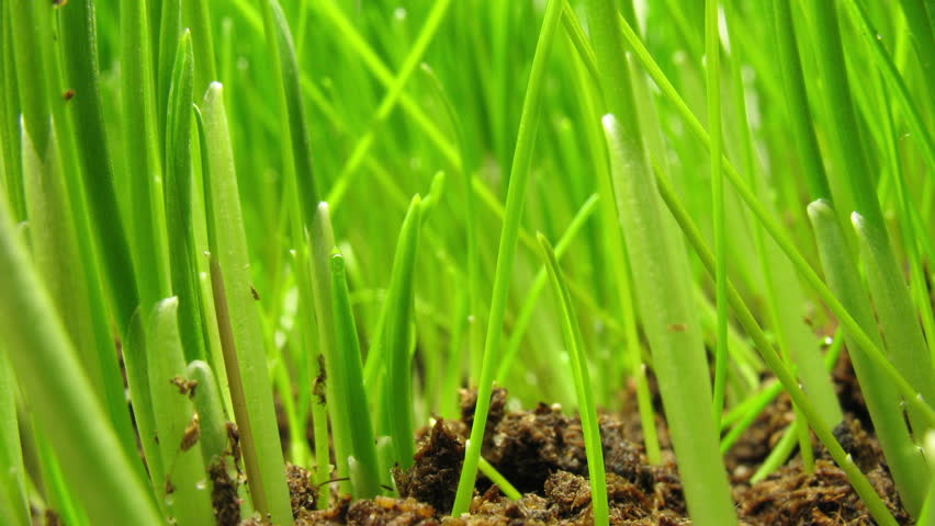 Growing green grass plant time lapse