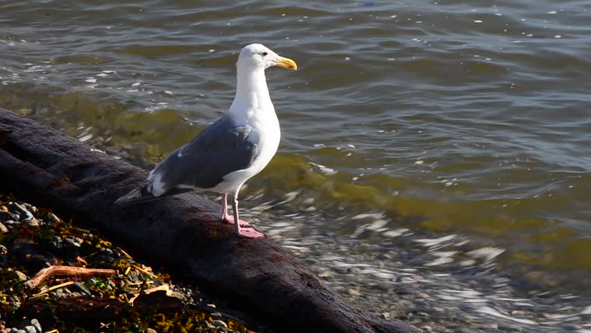 seagull at the log close to water at Dundarave Park in West Vancouver, Canada.