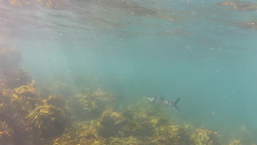 A Kahawai at Goat Island marine reserve in New Zealand
