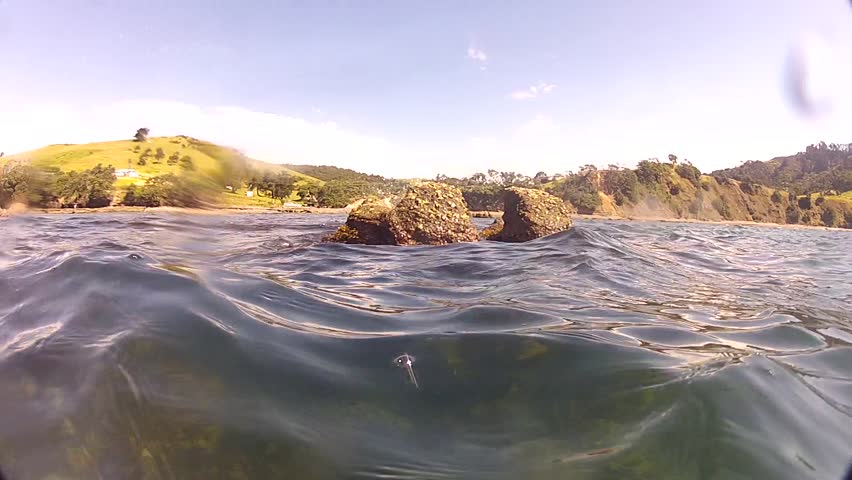 Rock filmed above and underwater with Spotty and Snapper at Goat Island marine reserve in New Zealand