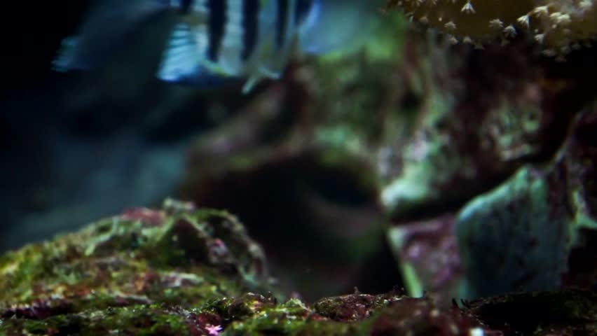 Sergeant Major fish swam out of the coral