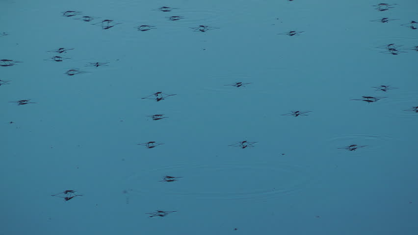 Water skaters Water strider in pond