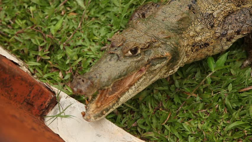 Crocodile, South-America