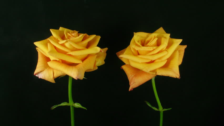 Time-lapse of dying orange roses 3 
