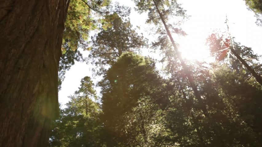 Tall pine trees against the sun