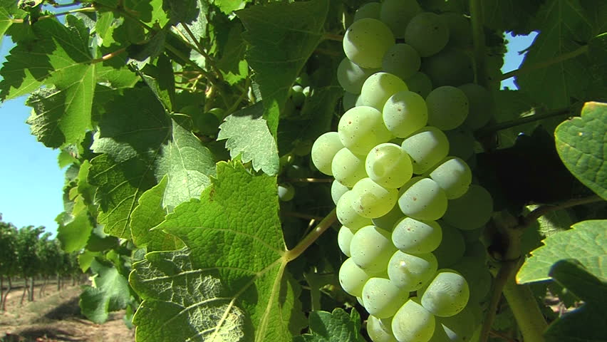 a hand tests white grapes on the vine