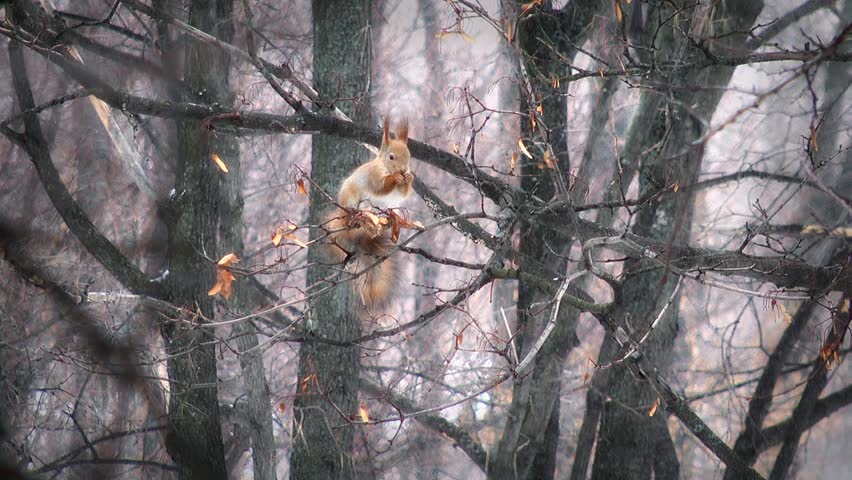 Squirrel sitting on branch and eating maple seeds. Snowy weather.
