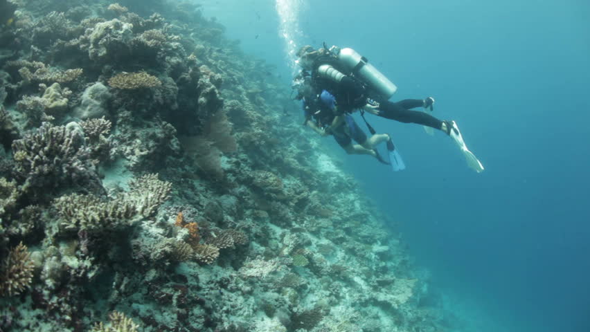 scuba divers looking at coral reef

