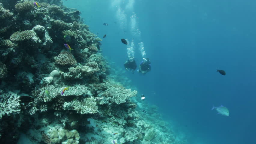 two divers diving along coral reef
