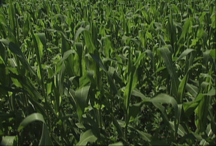 High angle tilt up reveals vast corn field on a sunny day. Related clips #59902, #59905