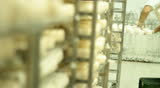 Blue cheese gouda Factory food process 