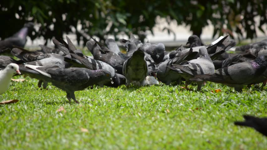 a flock of pigeons feeding together
