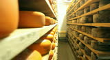 Blue cheese gouda Factory food process 