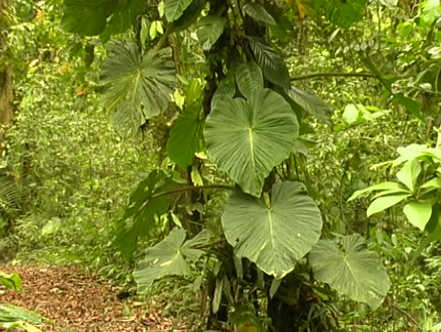 Aroid climber with big leaves  in cloudforest, Ecuador