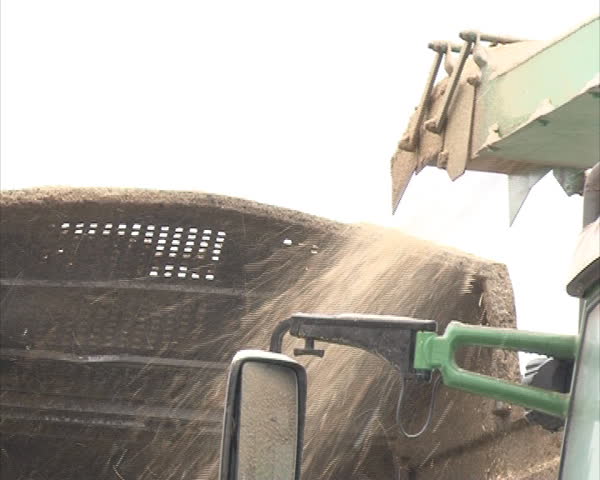Wood branches shavings sawdust chips pour crumble into trailer. Green Biofuels biomass burning during the cold seasons.
