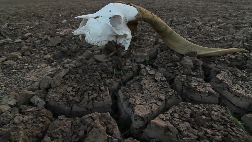 Zombie walks across desolate, arid landscape, past animal skull with big teeth and long antlers bleached from sun. 1080p