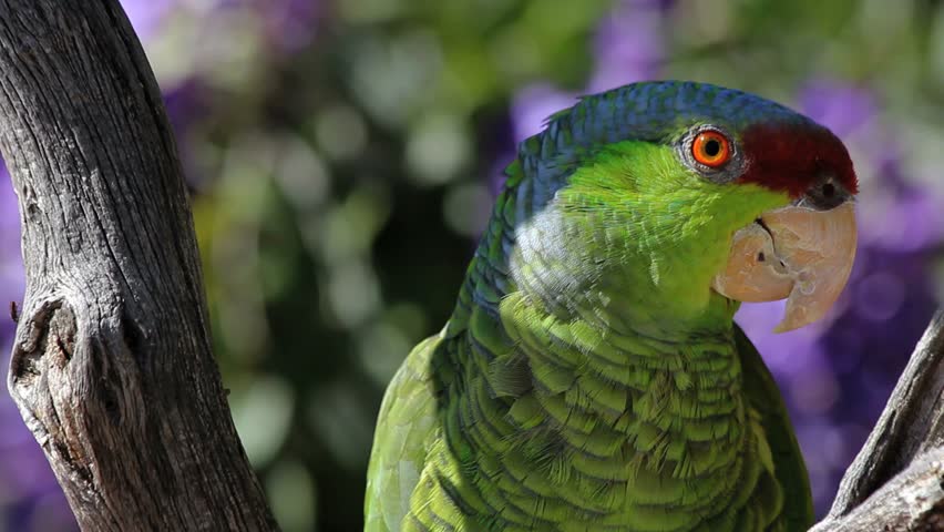 Beautiful parrot nibbles at feathers, perched in tree, purple flower background. 1080p