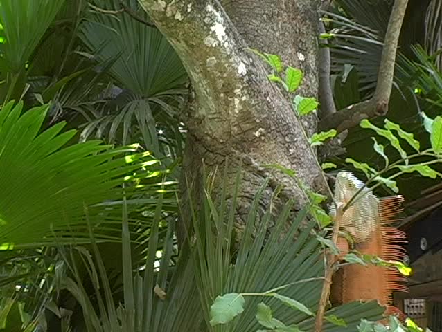 Red Iguana