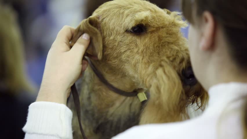 Girl massages ear of her dog of irish terrier breed
