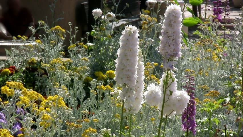 Beautiful Spring Garden (HD). Spring time garden with all sorts of colorful and frosted plants with a slight breeze moving the flowers.