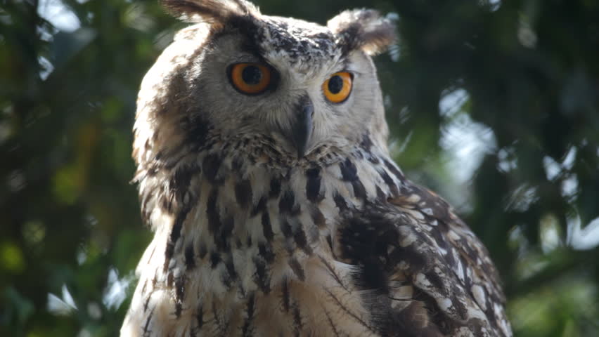 Owl.