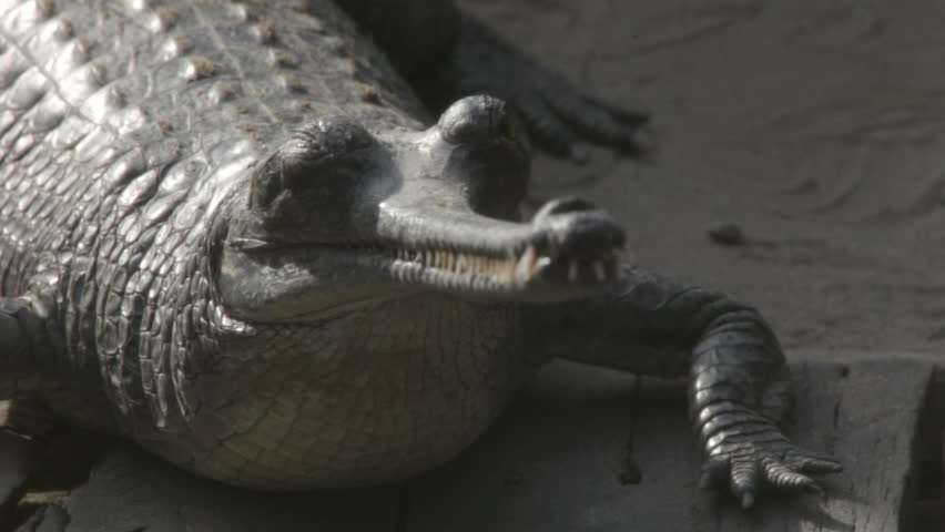 Gharial