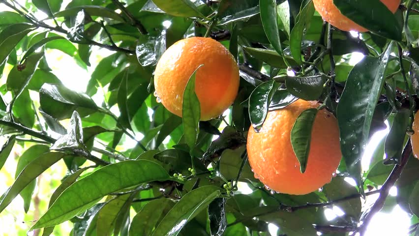 Oranges close up on a rainy day