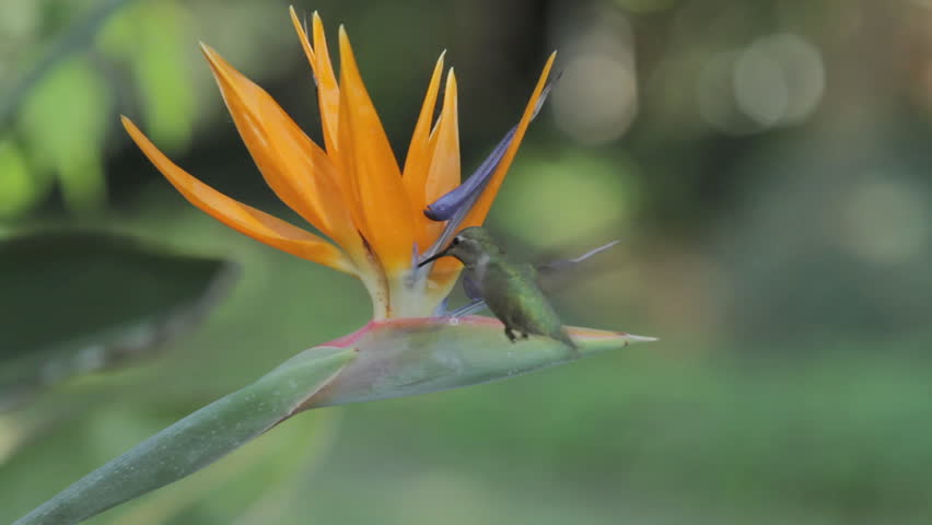 Anna's Hummingbird feeding on a tropical flower